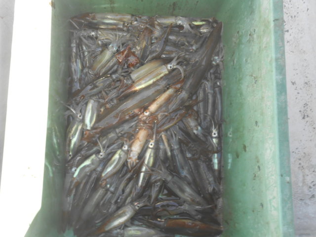 ムギイカ(スルメイカ)