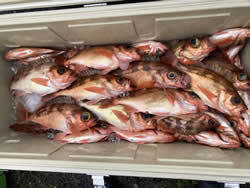 オキメバル(ウスメバル)