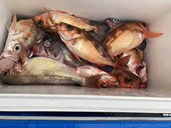 オキメバル(ウスメバル)