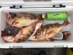 マゾイ(キツネメバル)・オキメバル(ウスメバル)