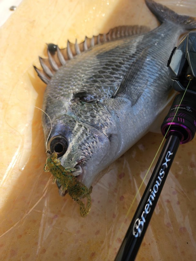 チヌ(クロダイ)