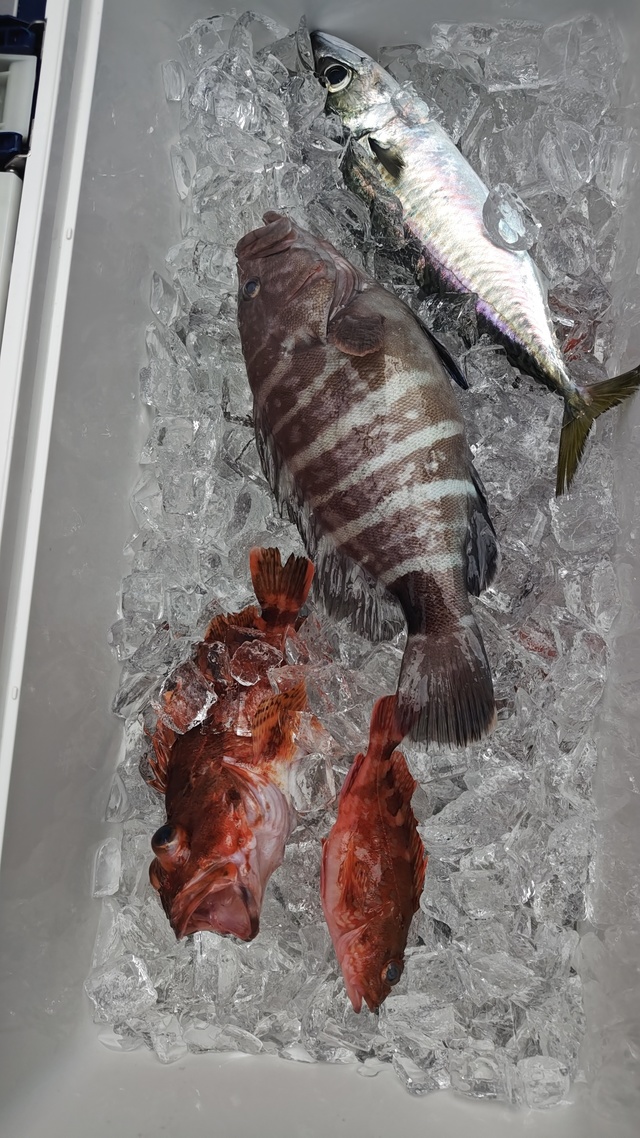 マハタ・アジ(マアジ)