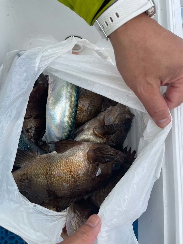 サバ(マサバ)・メバル