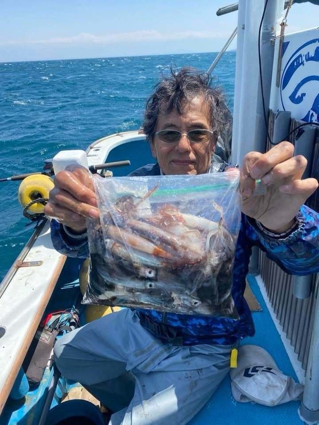 ムギイカ(スルメイカ)