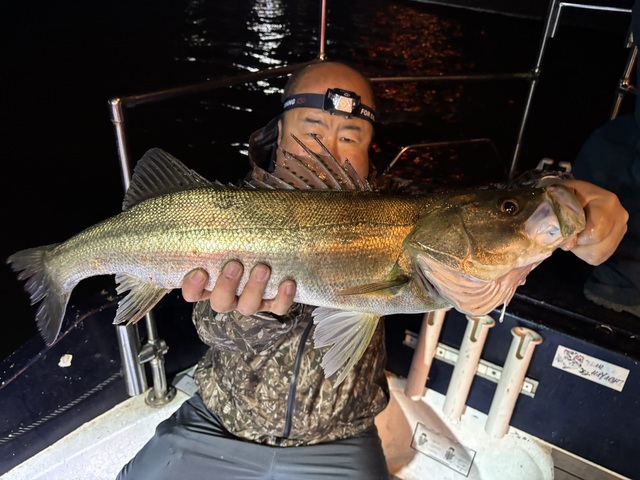 シーバス(スズキ)