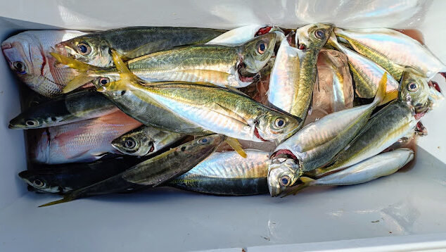 キダイ・アジ(マアジ)