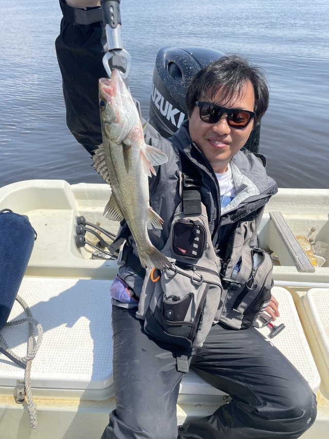 シーバス(スズキ)