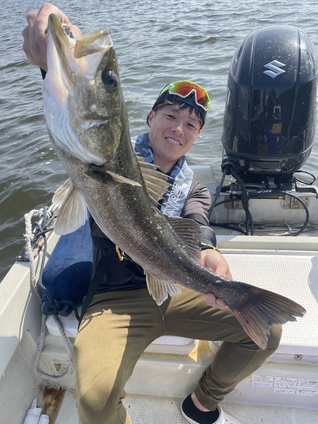 シーバス(スズキ)