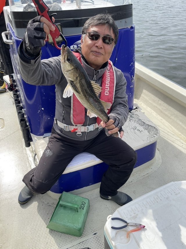 シーバス(スズキ)