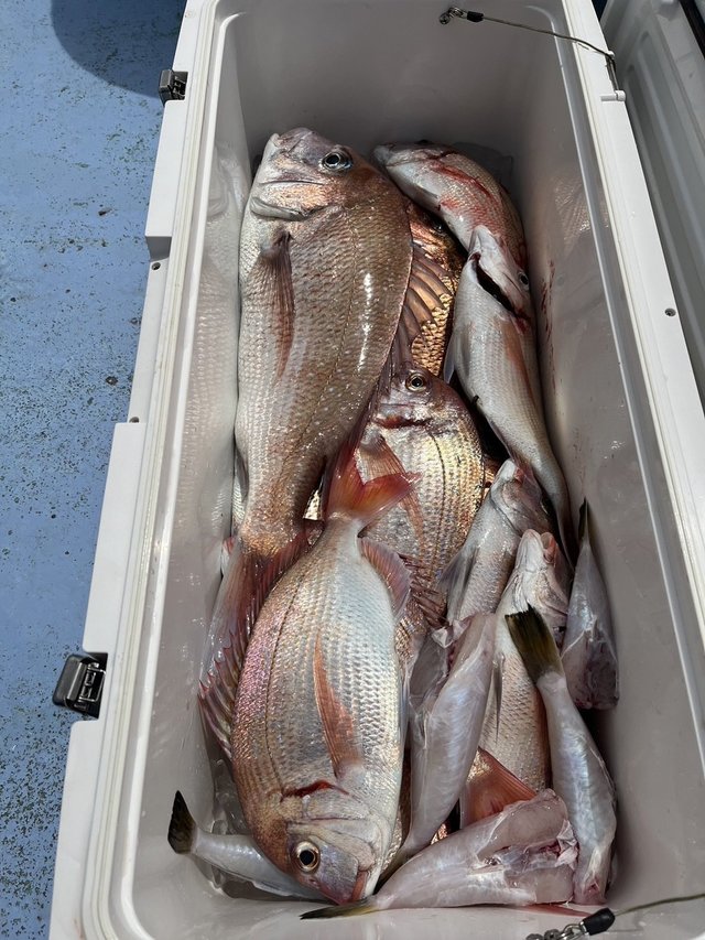 マダイ・ハナダイ(チダイ)