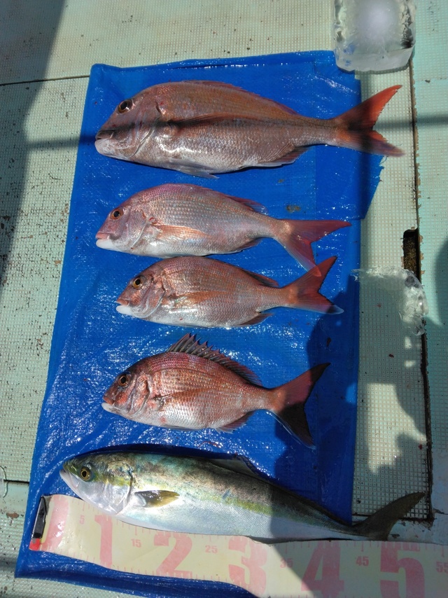 マダイ・ツバス(ブリ)