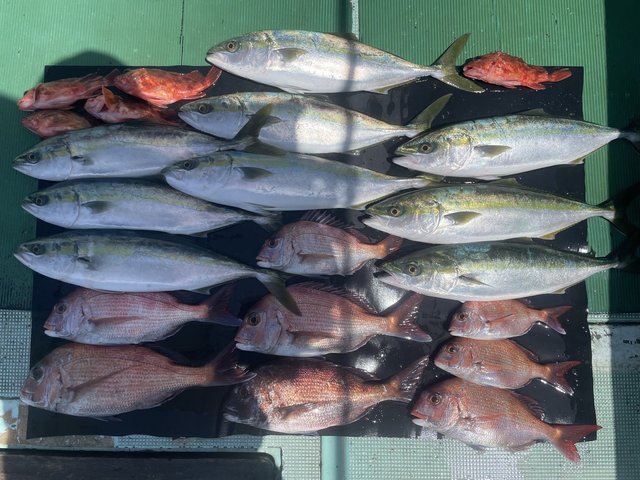 マダイ・ハマチ(ブリ)