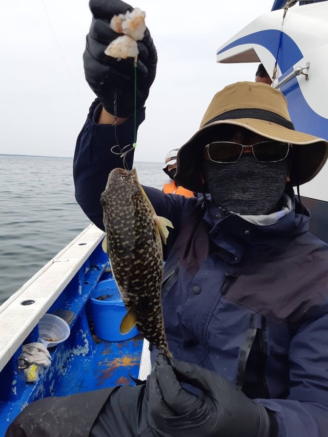 フグ(ショウサイフグ)