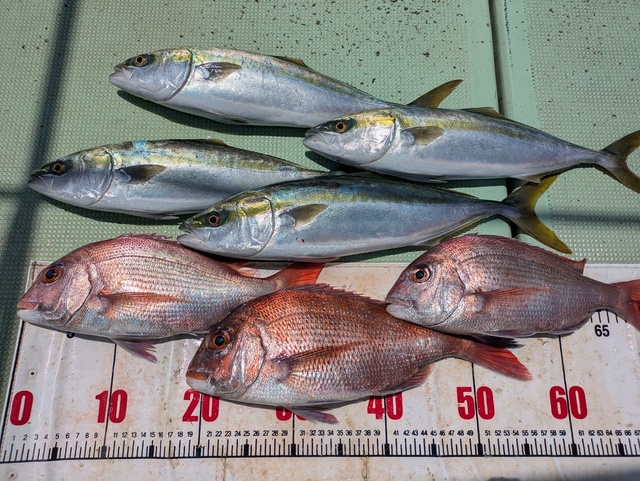 タイ(マダイ)・ハマチ(ブリ)