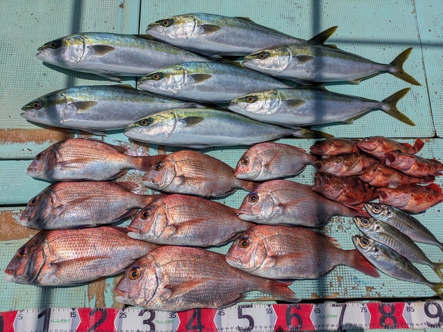 タイ(マダイ)・ハマチ(ブリ)