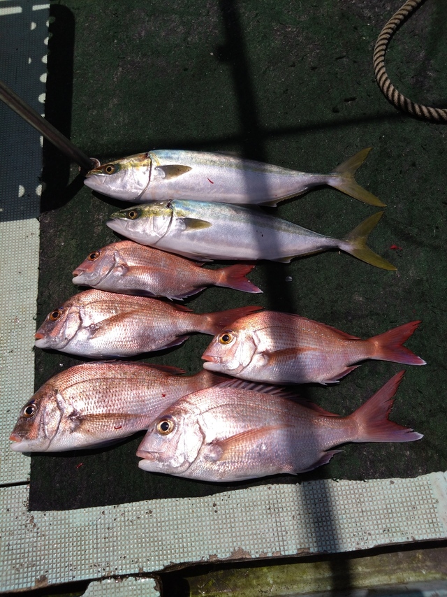 タイ(マダイ)・ハマチ(ブリ)