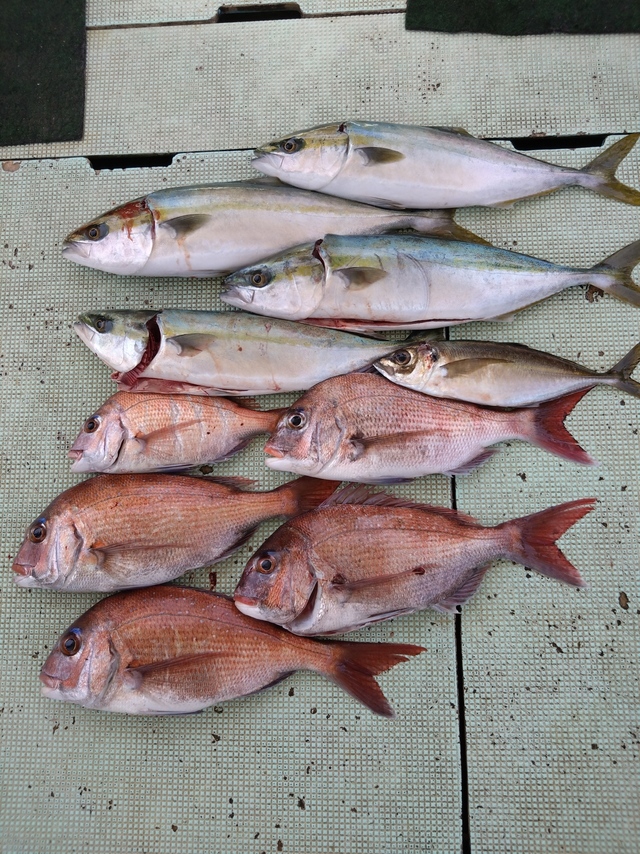 タイ(マダイ)・アジ(マアジ)・ハマチ(ブリ)