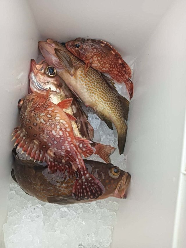 オオモンハタ・キジハタ・カサゴ・ウスメバル