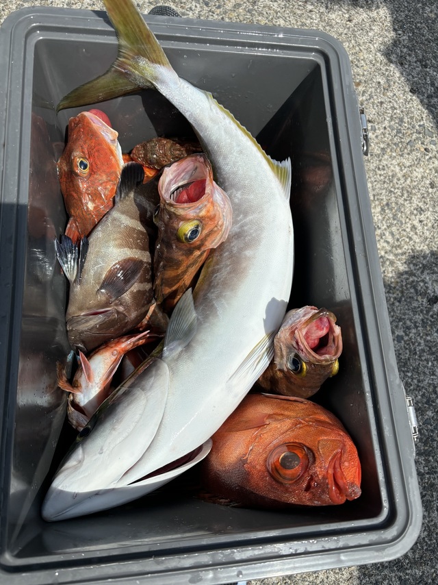 イナダ(ブリ)・チカメキントキ