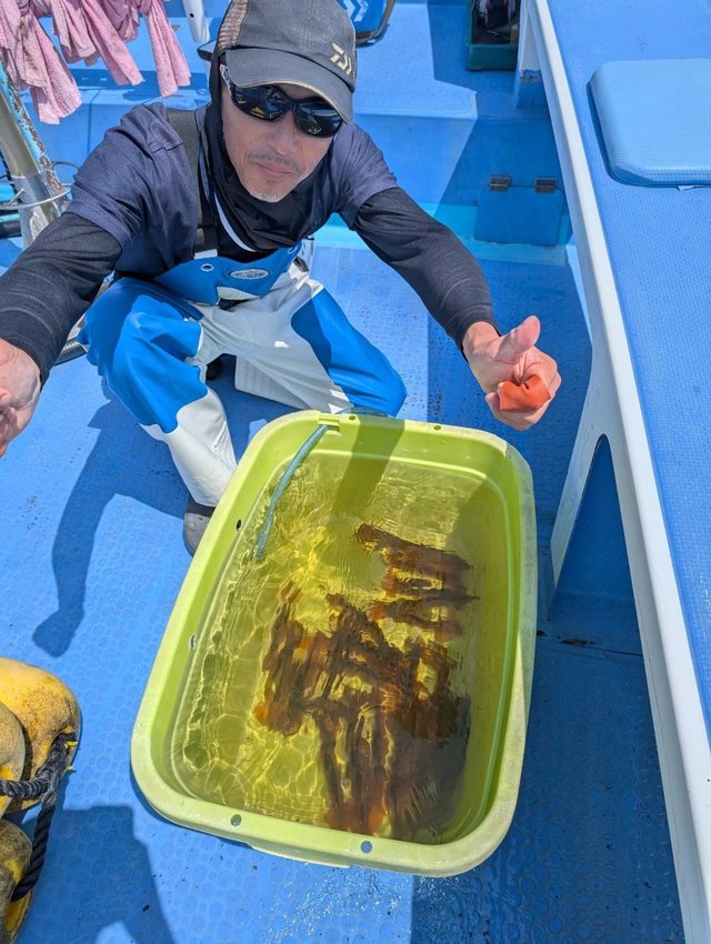 ムギイカ(スルメイカ)