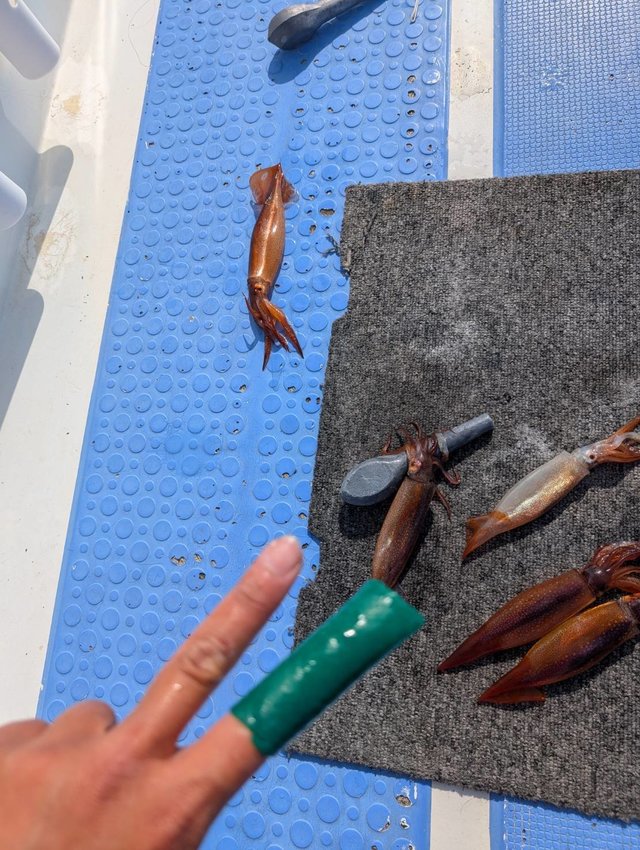 ムギイカ(スルメイカ)