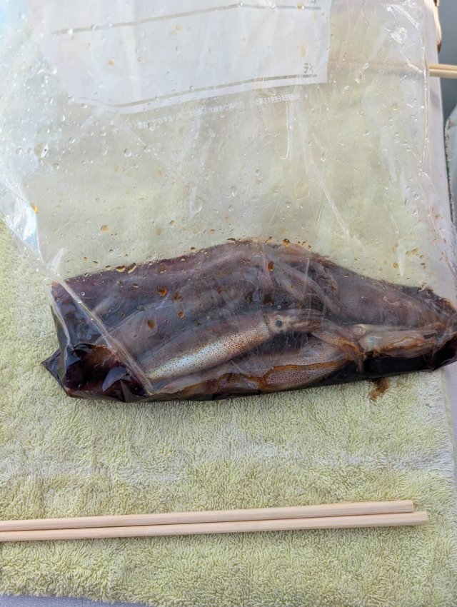 ムギイカ(スルメイカ)