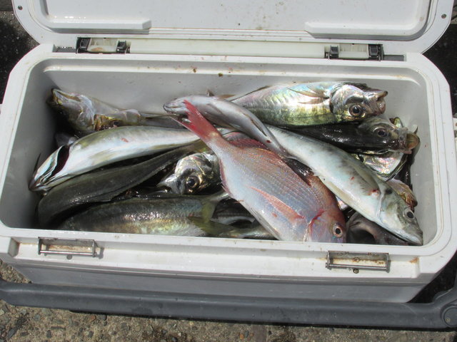 ハナダイ(チダイ)・アジ(マアジ)