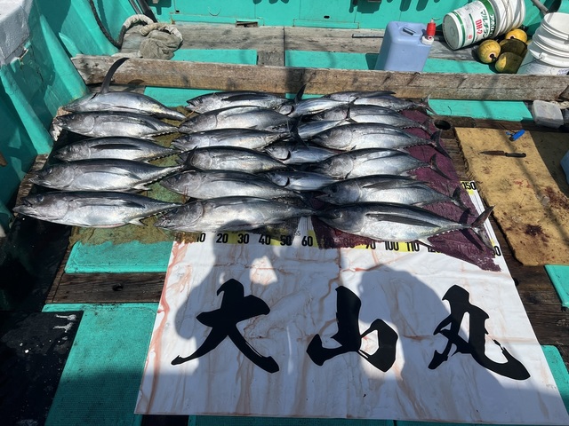 ビンチョウマグロ(ビンナガ)・カツオ