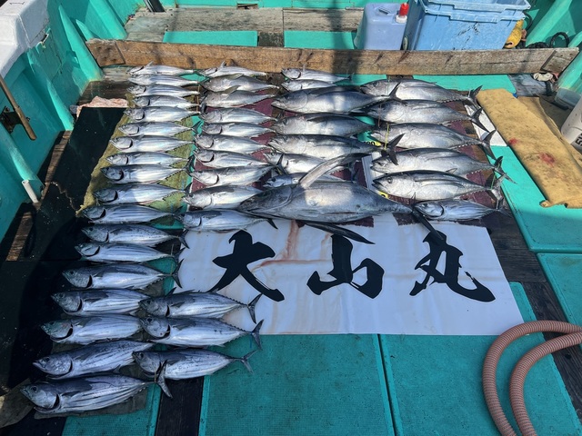 ビンチョウマグロ(ビンナガ)・カツオ