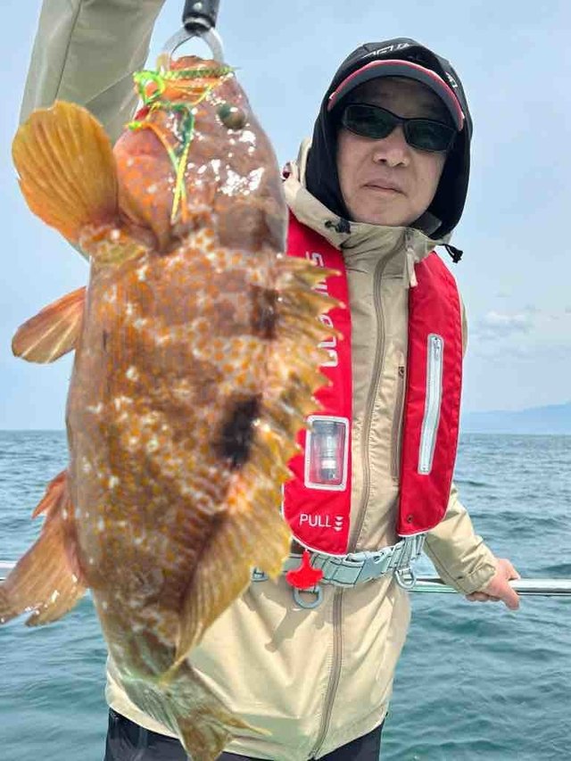 アコウ(キジハタ)