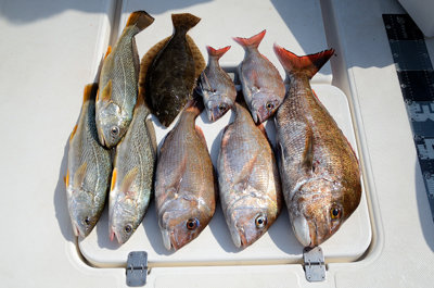 マダイ・ニベ・ヒラメ