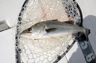 シーバス(スズキ)