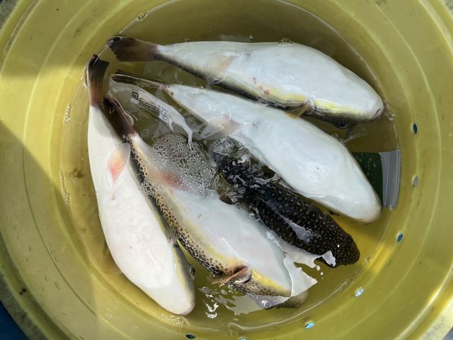 フグ(ショウサイフグ)