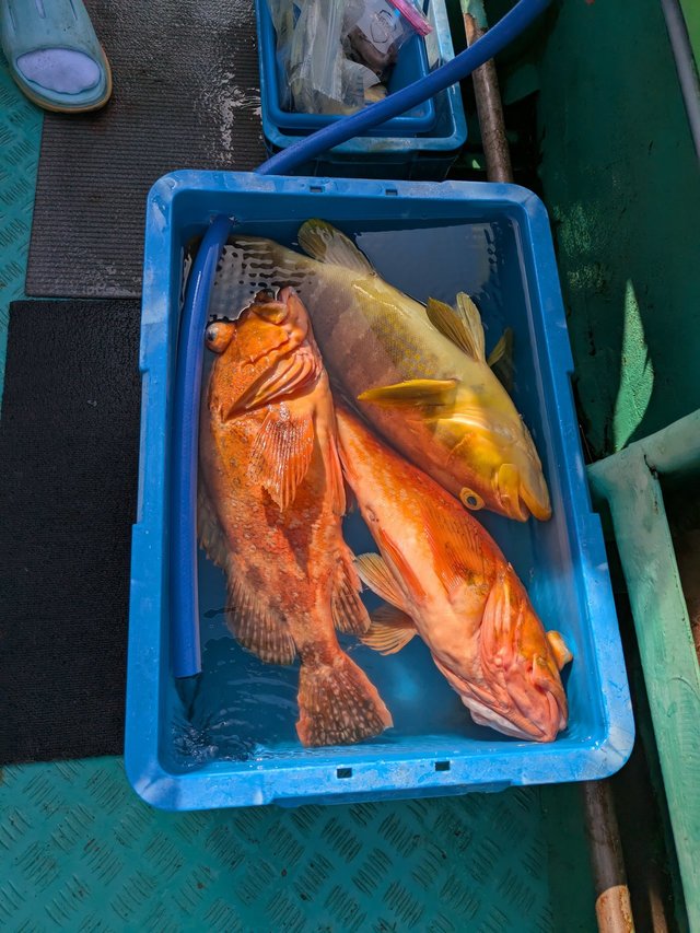 アオハタ・キジハタ