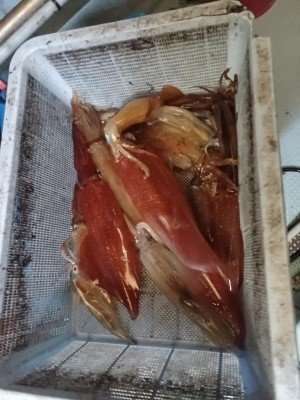 ヤリイカ・スルメイカ