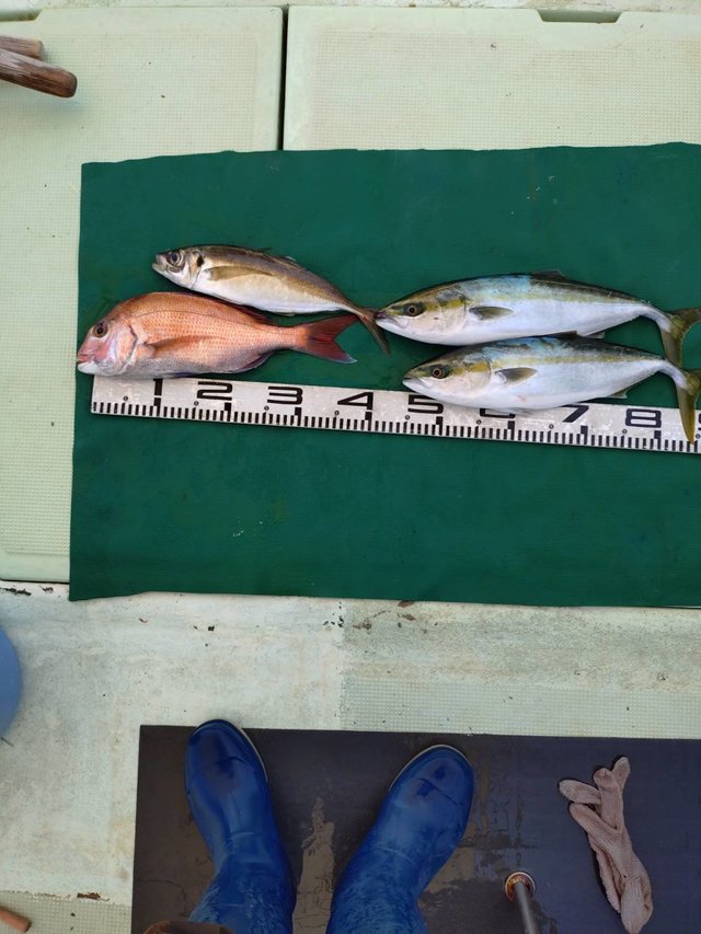 マダイ・マアジ・ツバス(ブリ)