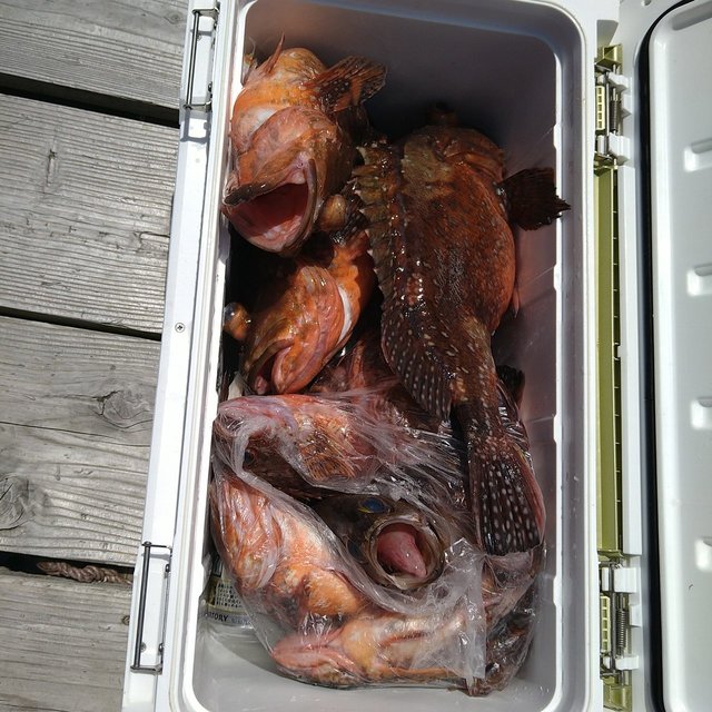 アコウ(キジハタ)・ガシ(カサゴ)