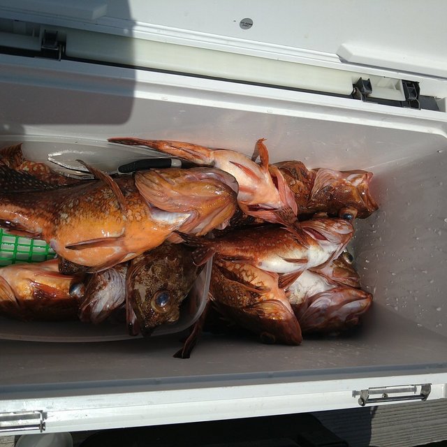 アコウ(キジハタ)・ガシ(カサゴ)