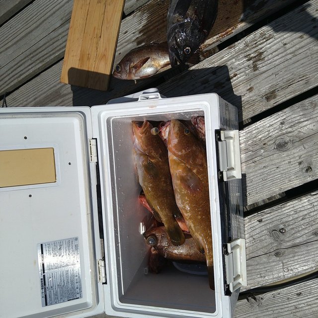 アコウ(キジハタ)