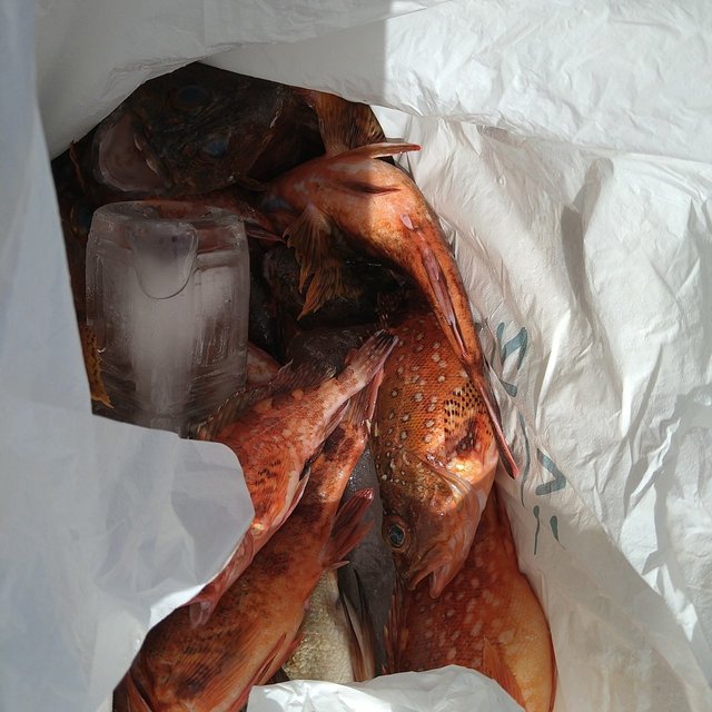 アコウ(キジハタ)・ガシ(カサゴ)