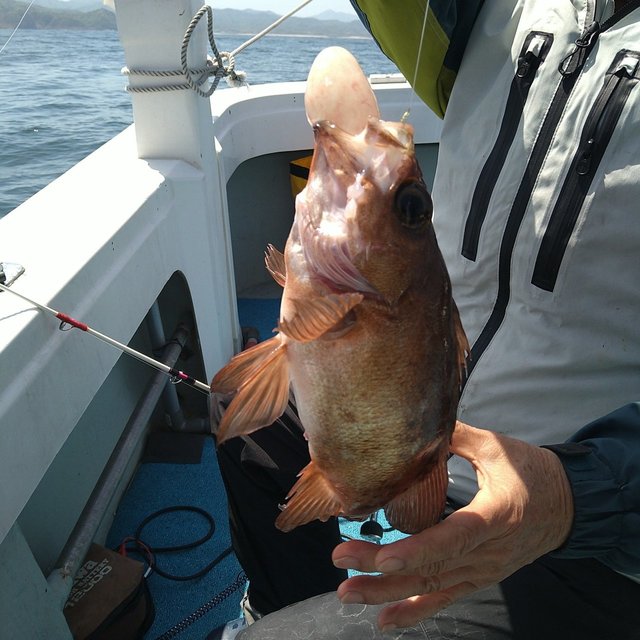 アコウ(キジハタ)