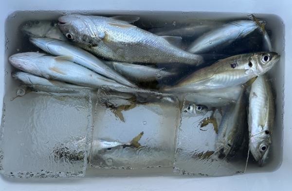 アジ(マアジ)・イシモチ(シログチ)