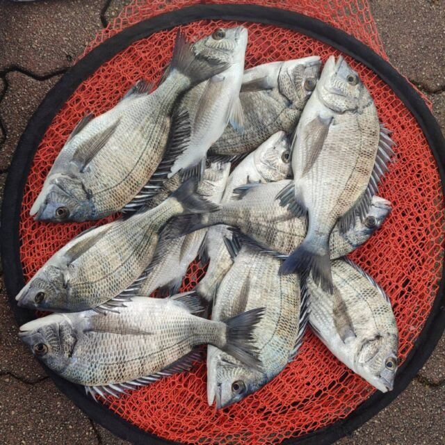 チヌ(クロダイ)