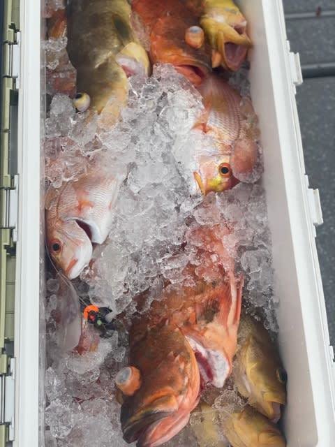 マダイ・レンコ(キダイ)・アオナ(アオハタ)・ボッコ(カサゴ)