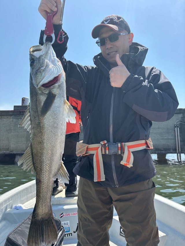 シーバス(スズキ)