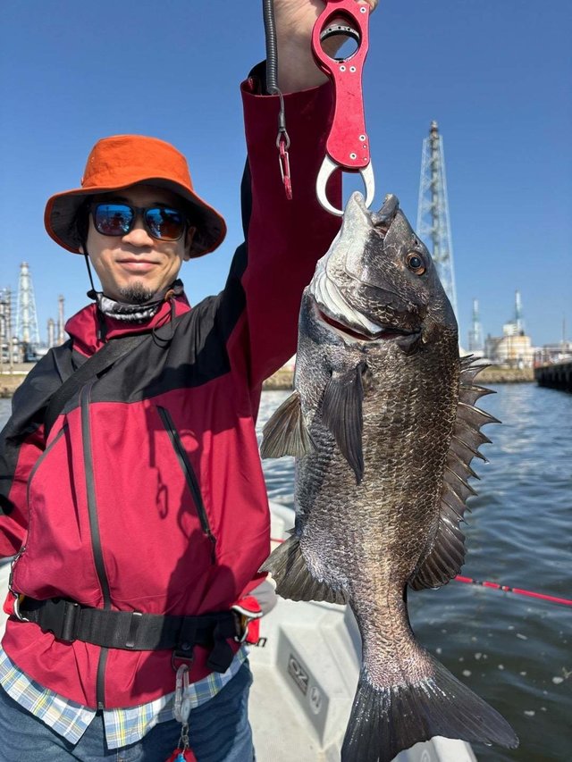 マチヌ(クロダイ)