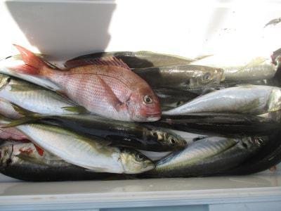 マダイ・アジ(マアジ)