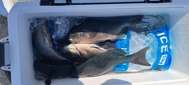 チヌ(クロダイ)