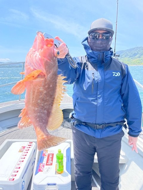 アコウ(キジハタ)