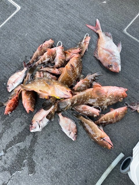 マダイ・アコウ(キジハタ)